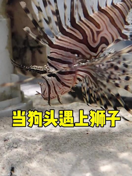 狮子盯上狗头了，怎么办？在线等