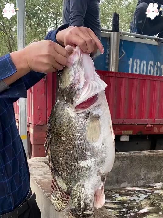 非遗美食大揭秘!臭鳜鱼的 “臭味魔法”,究竟藏着什么玄机?