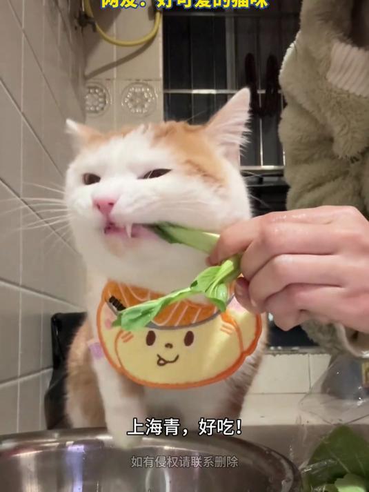 博主养了一只爱吃青菜的猫,每天疯狂吃各种青菜,好可爱啊