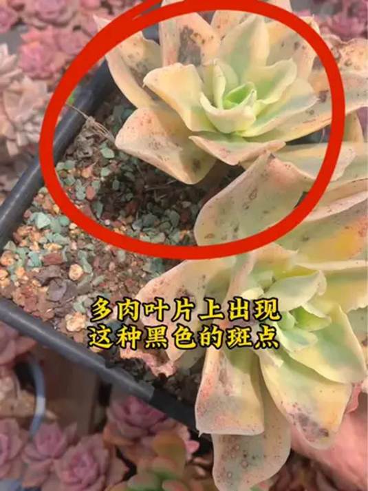 多肉叶片现斑点不光滑咋解决?如何预防?快来学