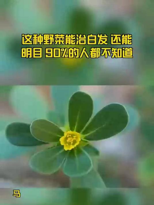 这种野菜能治白发 还能明目 90%的人都不知道