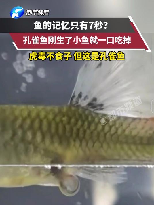 鱼的记忆只有7秒孔雀鱼刚生了小鱼就一口吃掉