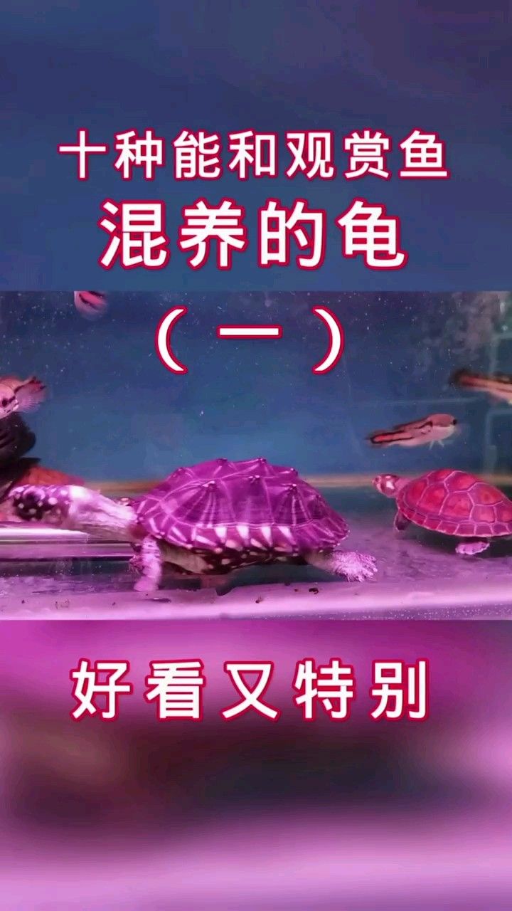 十种能和观赏鱼混养的龟,您养过几种?
