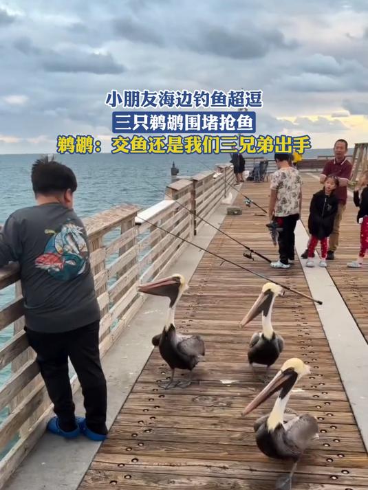 小朋友海边钓鱼超逗!三只鹈鹕围堵抢鱼,鹈鹕:交鱼还是我们三兄弟出手
