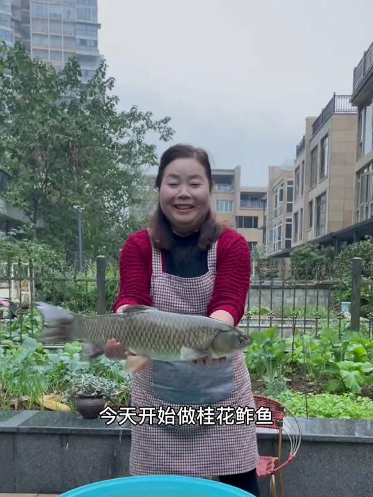 朋友们,今天分享一道传统美食桂花鲊鱼的做法