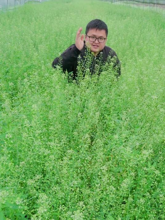 在四川长这么大，在从来都没有吃过这种荠菜，这种老了的荠菜 据说可以拿来煮鸡蛋，尝尝味道