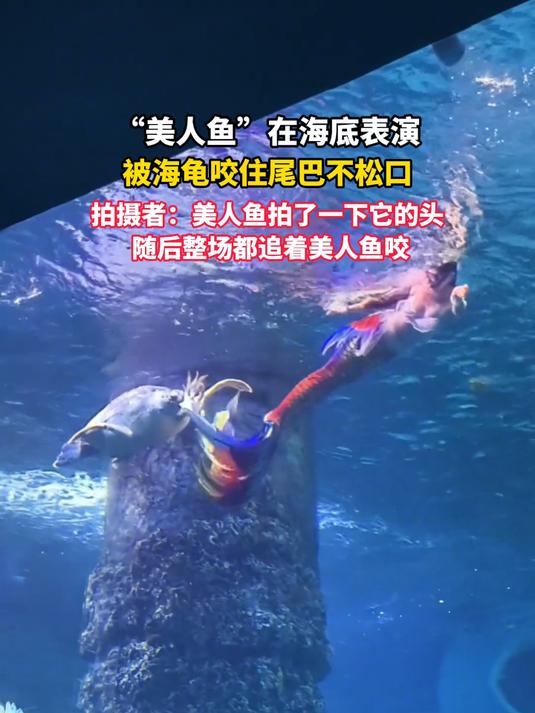 “美人鱼”在海底表演，被海龟咬住尾巴不松口