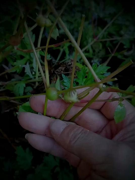 野外实拍28种中草药看看你家乡有吗认识几种 中草药 传承中医文