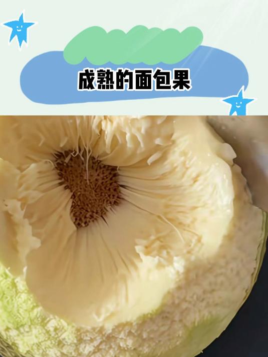 成熟的面包果里面是什么样?