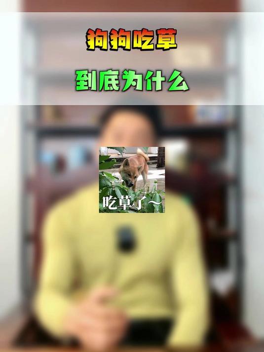 狗狗吃草到底是为什么?