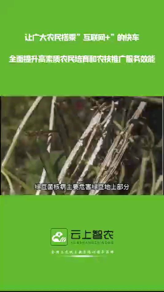 绿豆菌核病是什么?