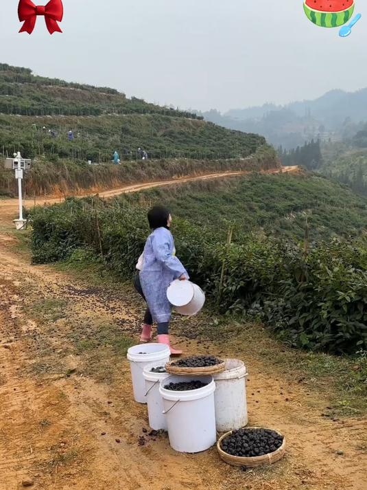 自然孕育红珠串,云南红参果,鲜甜直击舌尖
