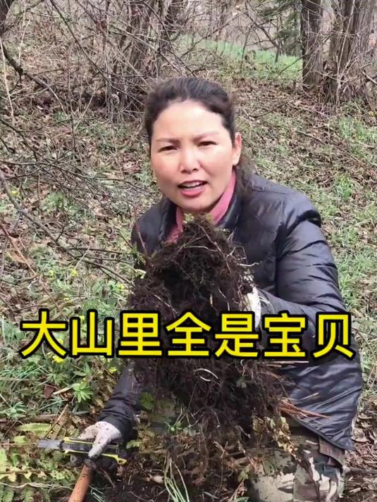 秋天来了,挖野菜的季节也来了