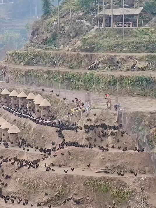 发明梯田养鸡场的人真是个天才