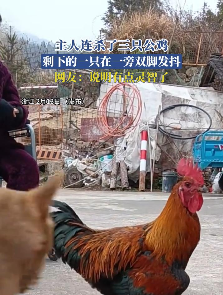 主人连杀了三只公鸡,剩下的一只在一旁双脚发抖