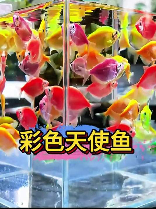 新手缸养啥鱼?糖果色荧光天使鱼必选!实操指南