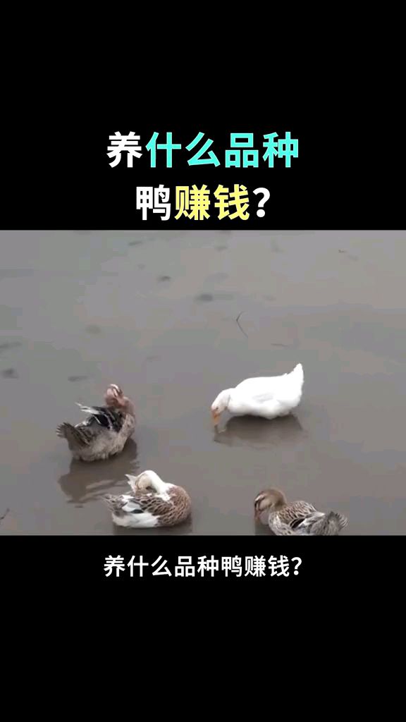 养什么品种的鸭赚钱
