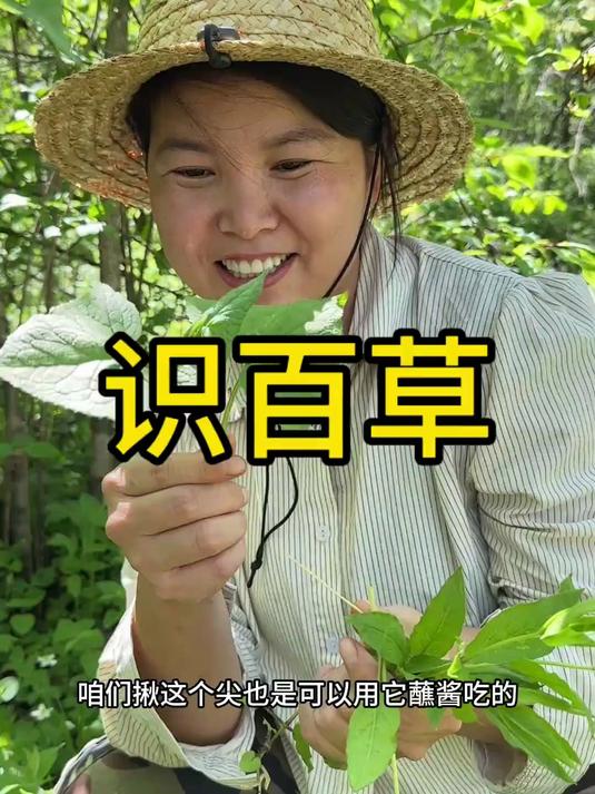 自然的馈赠,山中的野菜