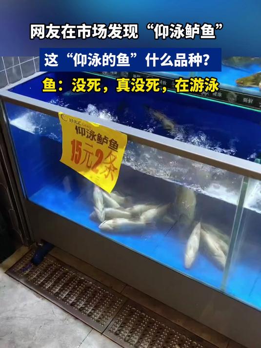 网友在市场发现仰泳鲈鱼,这什么品种,鱼:没死,真没死,在游泳
