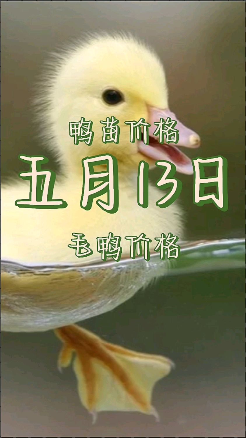 鸭苗价格 鸭苗价格最新报价 鸭苗价格为什么下跌 鸭苗价格还会涨吗 鸭苗价格今日行情