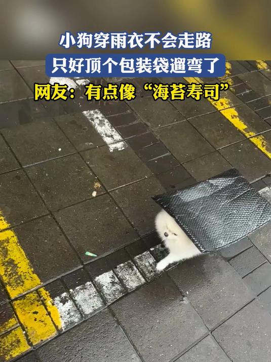 小狗穿雨衣不会走路,只好顶个包装袋遛弯了