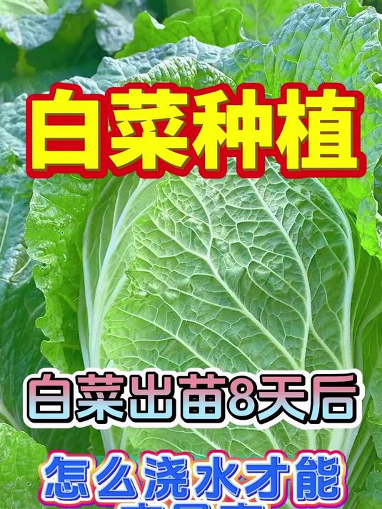 白菜出苗8天后怎么浇水才能产量高