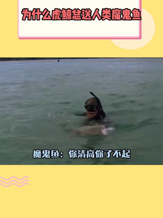 为什么虎鲸总送人类魔鬼鱼