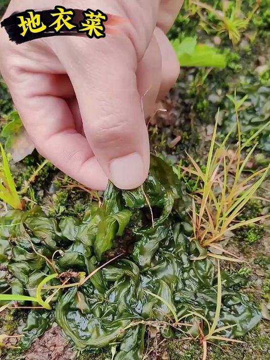 野生地衣干货，地皮菜干货，柴火烘干，好吃美味营养高