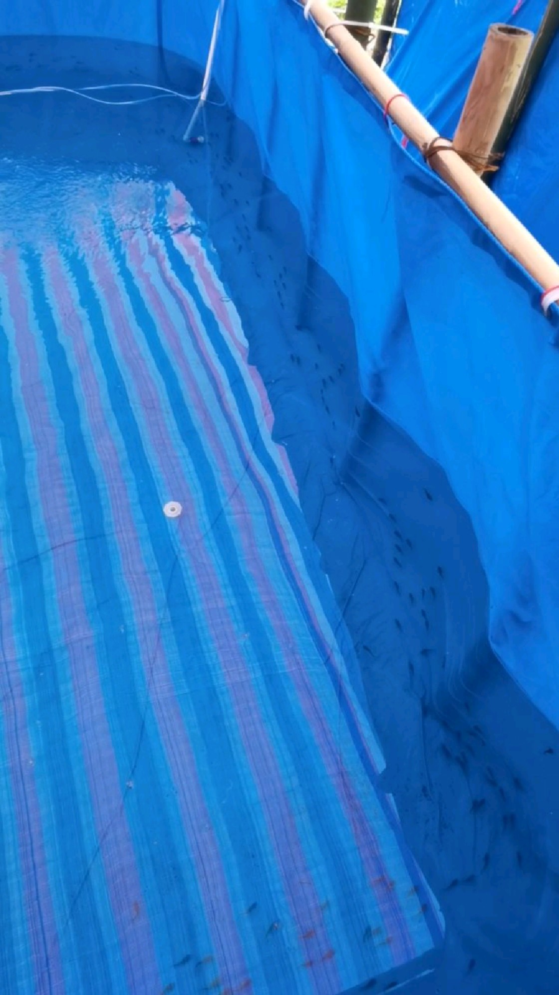 水池能否养鱼?第一次尝试养鱼,希望是个好的开始。