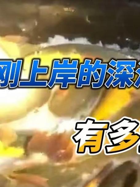刚刚上岸的深海大黄鱼,有多鲜?#海鲜批发# #海鲜原产地# #大黄鱼# #海鲜# #海货#