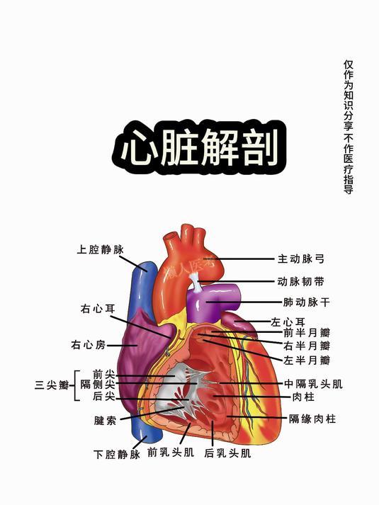 心脏解剖