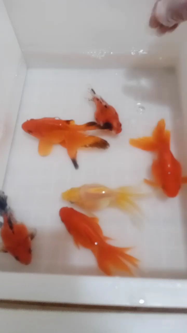 元宝壮樱花鎏金