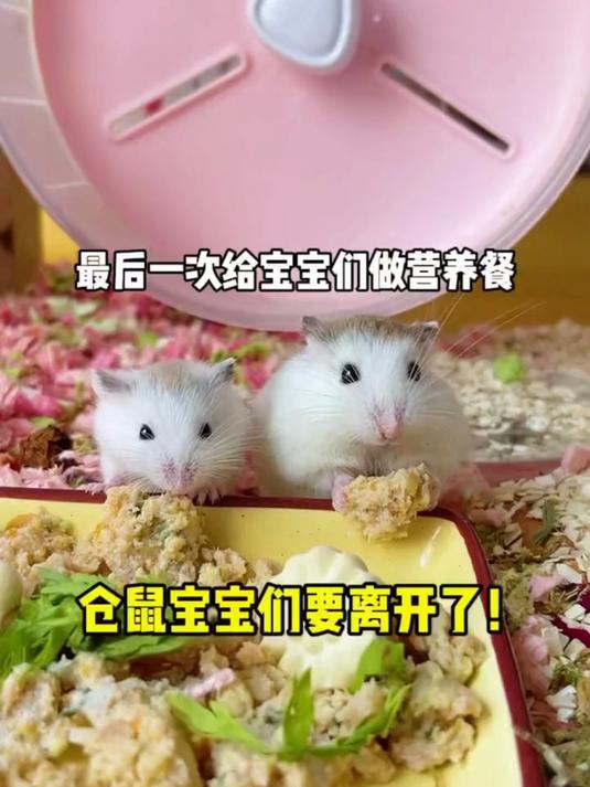 最后一次给仓鼠宝宝做营养餐，选哪只留下好纠结，每只都舍不得！