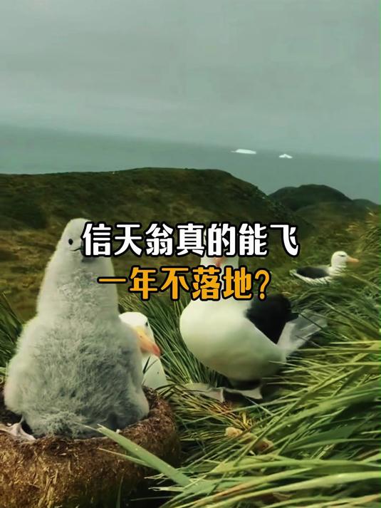 信天翁真的能连续飞一年不落地?