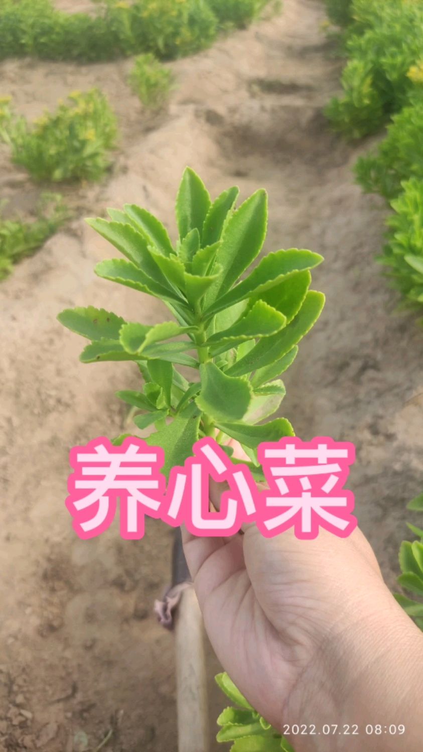 盆栽养心菜,长相不好看了,怎么办?10秒轻松搞定