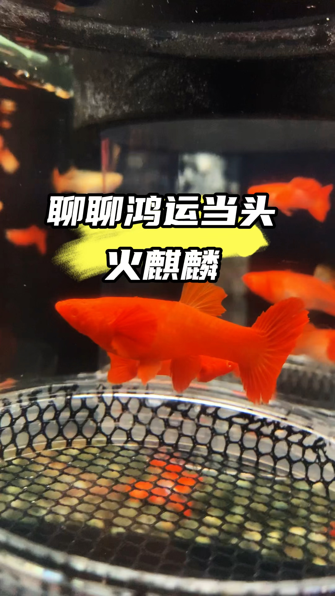 聊聊鸿运当头火麒麟 #孔雀鱼 #养鱼人 #观赏鱼#水族 #养鱼日记