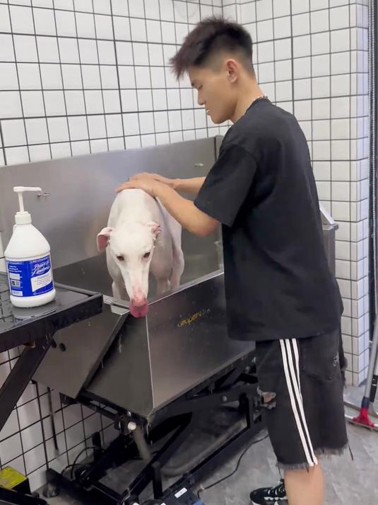日常洗护细狗 能跑到60迈速度的细狗 肌肉有多发达