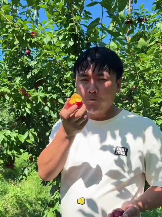 新化本地黑布丁李子成熟了,好吃甜度高