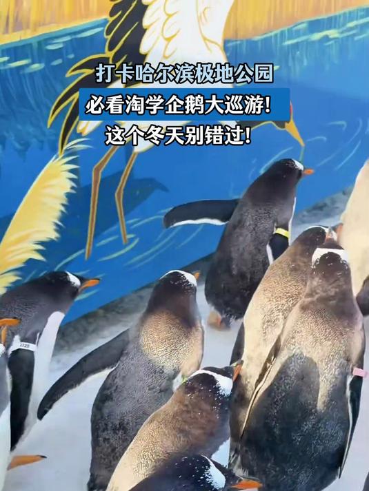 打卡哈尔滨极地公园,必看淘学企鹅大巡游!这个冬天别错过