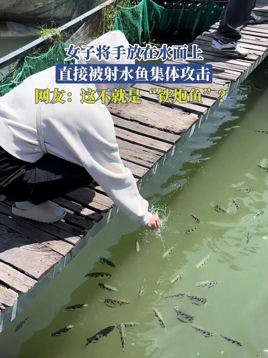 女子将手放在水面上，直接被射水鱼集体攻击，这不就是“铁炮鱼”