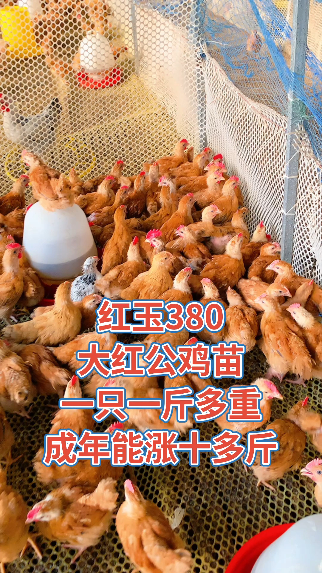 红玉380大红公鸡苗