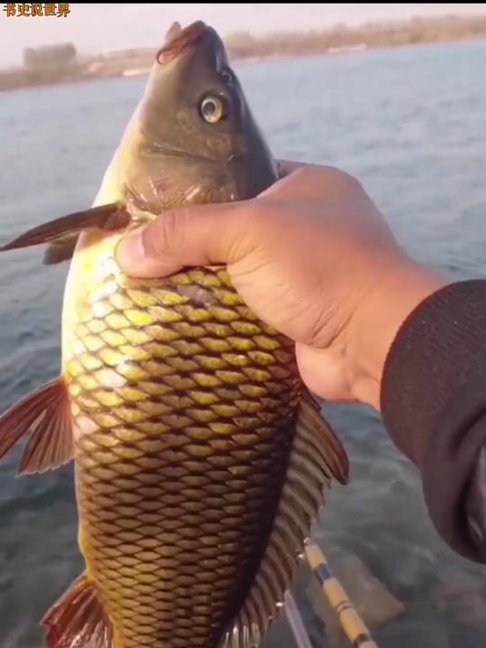 带你认识淡水鱼