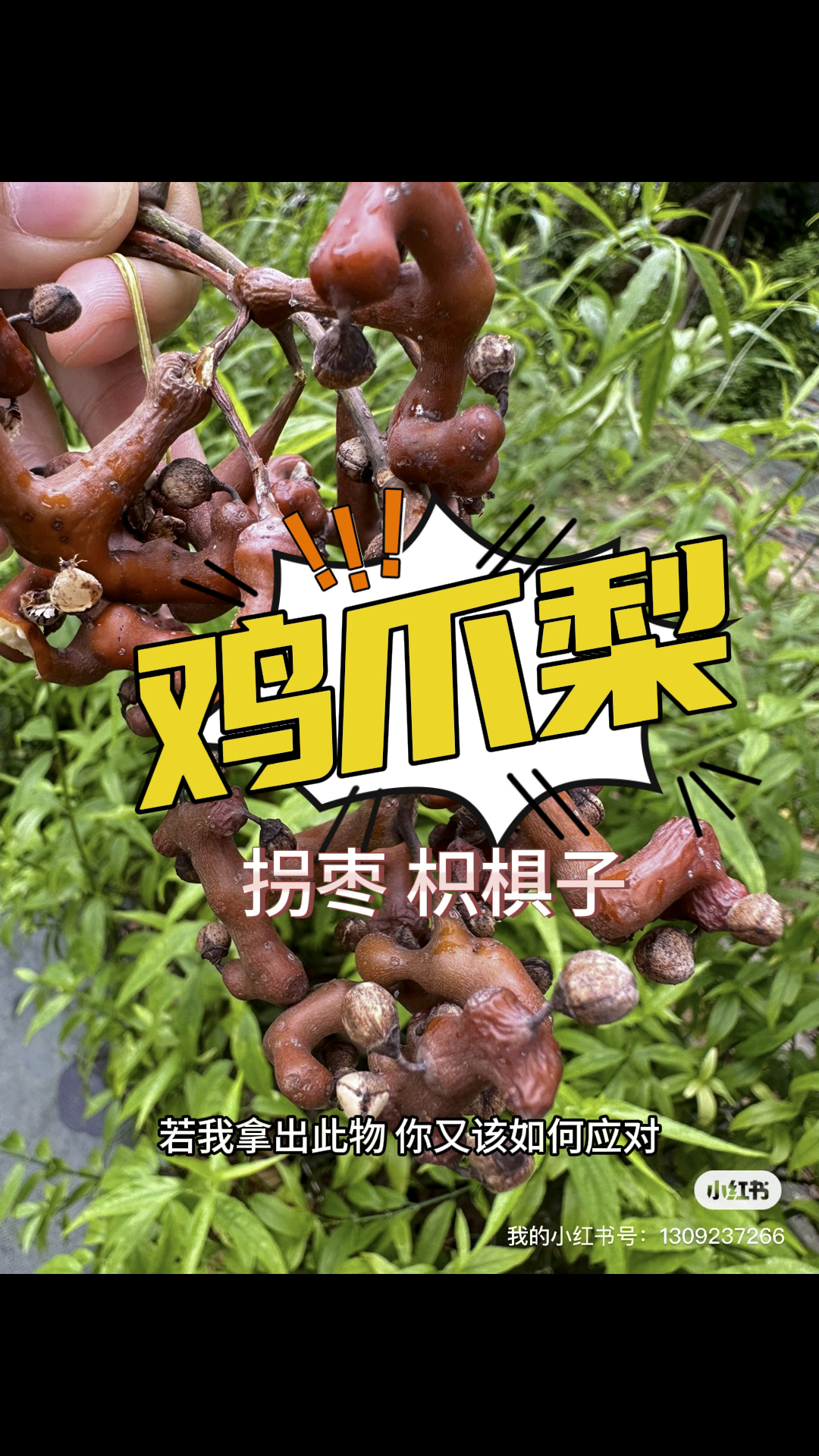 鸡爪梨枳椇子拐枣都是它