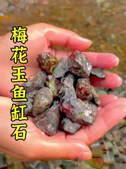 新手养鱼总失败?底沙选错是关键!试试梅花玉