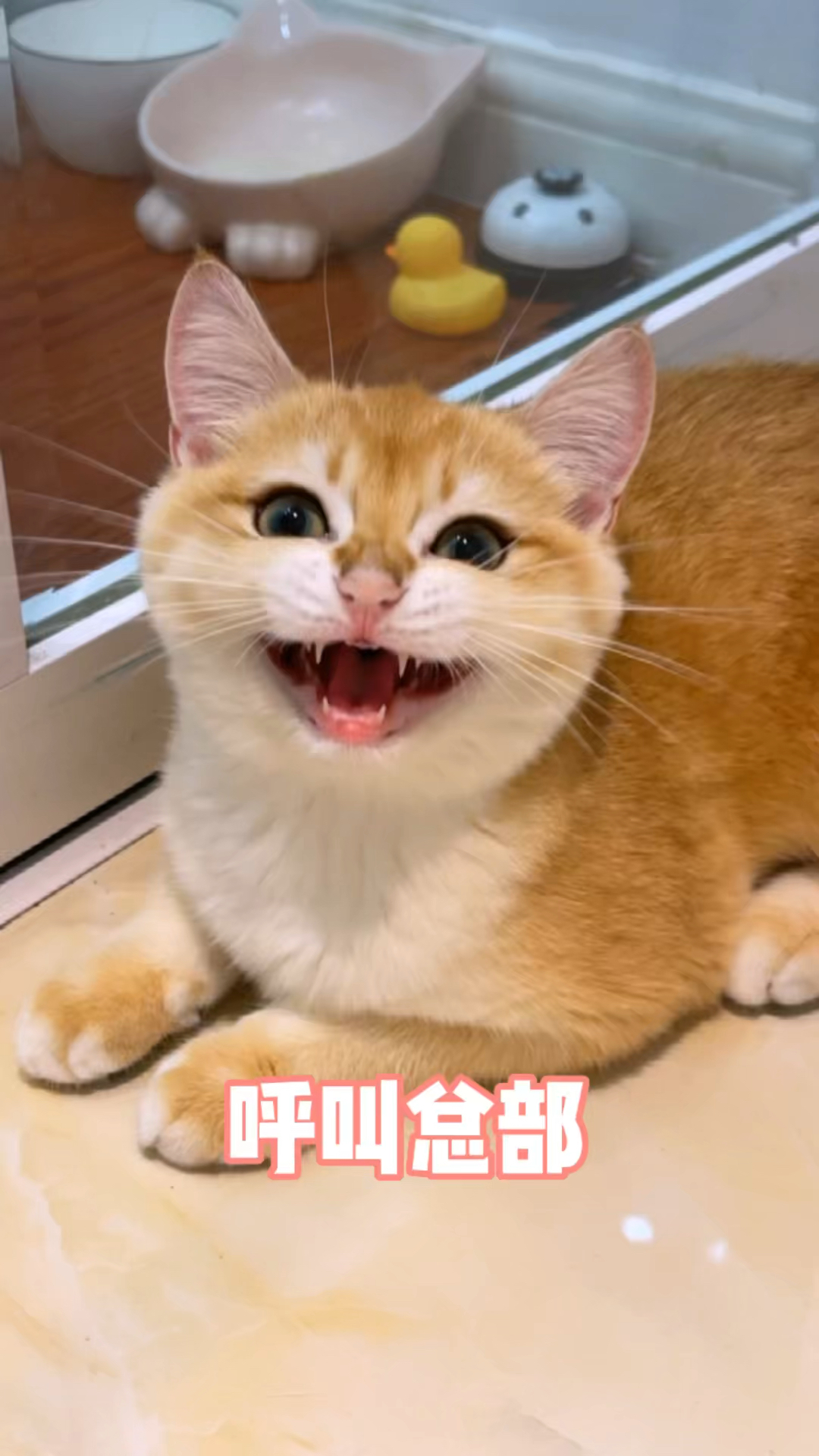 大家能帮我翻译翻译他说了什么吗