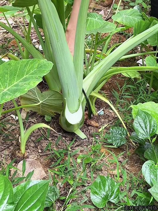 白芋是一种只吃叶柄的芋类,农村人每年都会采割一些回家
