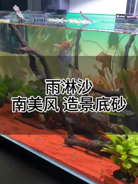 南美风鱼缸造景,雨淋沙用量在评论区,快来看