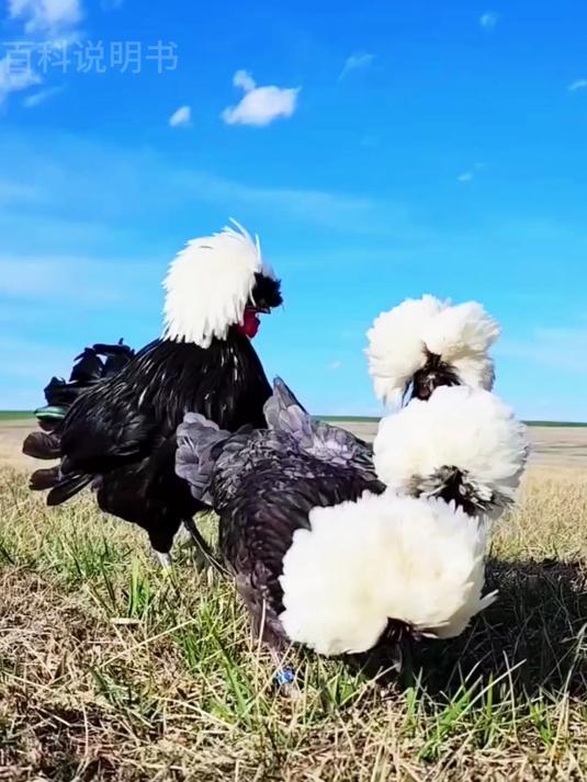 源于欧洲东部波兰帽子鸡