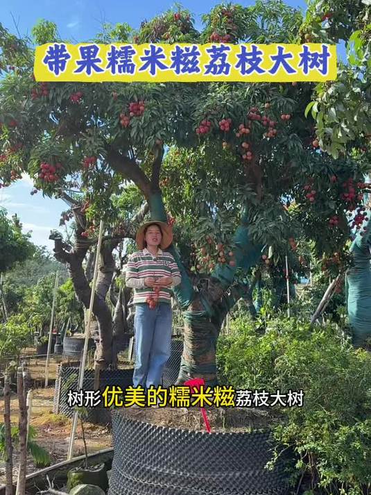 带果的糯米糍荔枝树太漂亮了，糯米糍荔枝