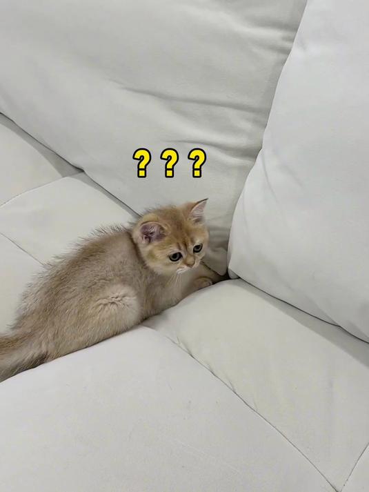 当我偷偷拿走我家猫的小鱼干